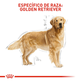 BHN GOLDEN RETRIEVER ADULT - ADULTO.png